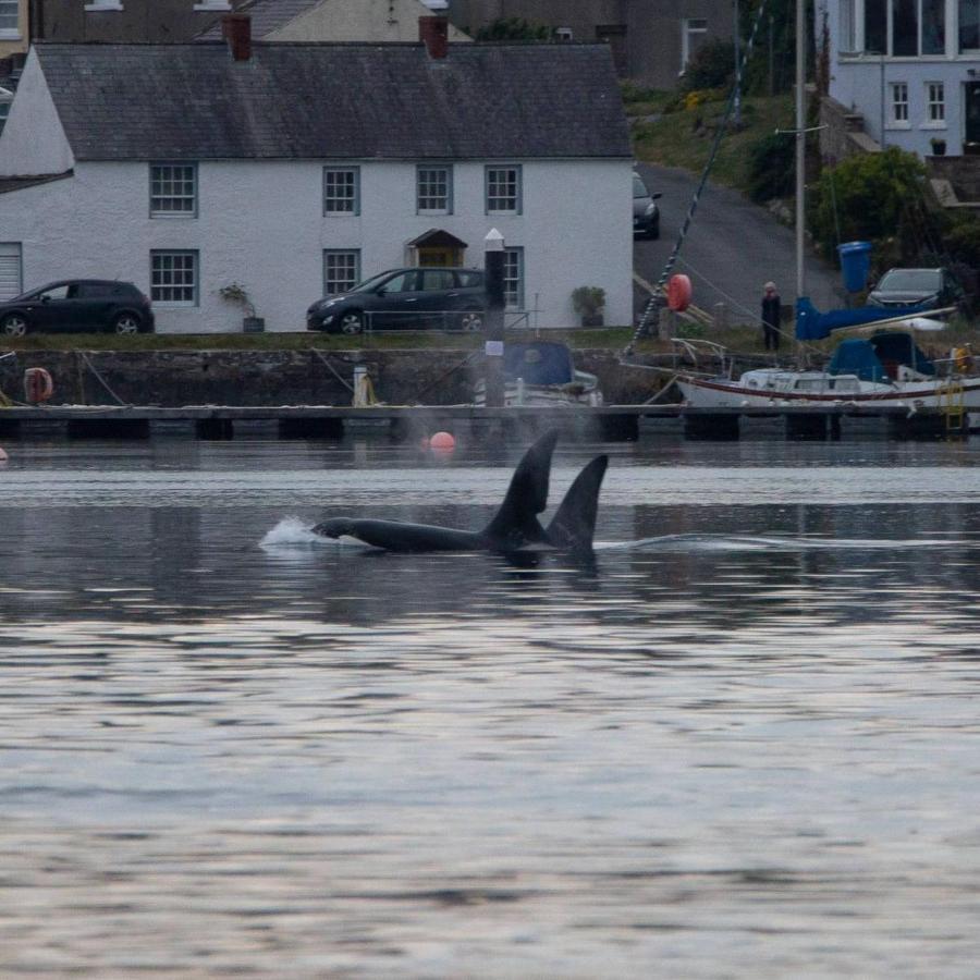 Rock Quay Leilighet Killyleagh Eksteriør bilde